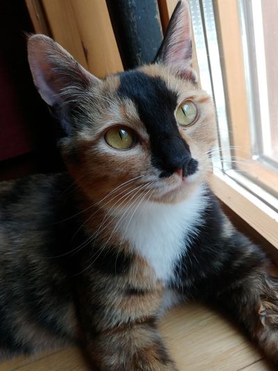 Quiz image attachment