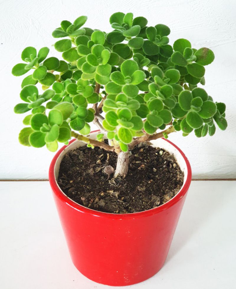 Quiz image attachment