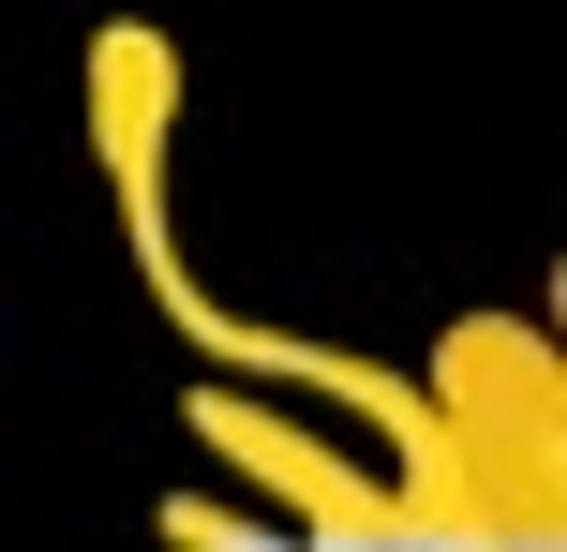 Quiz image attachment