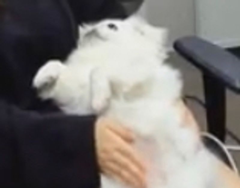 Quiz image attachment