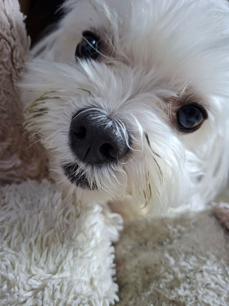 Quiz image attachment