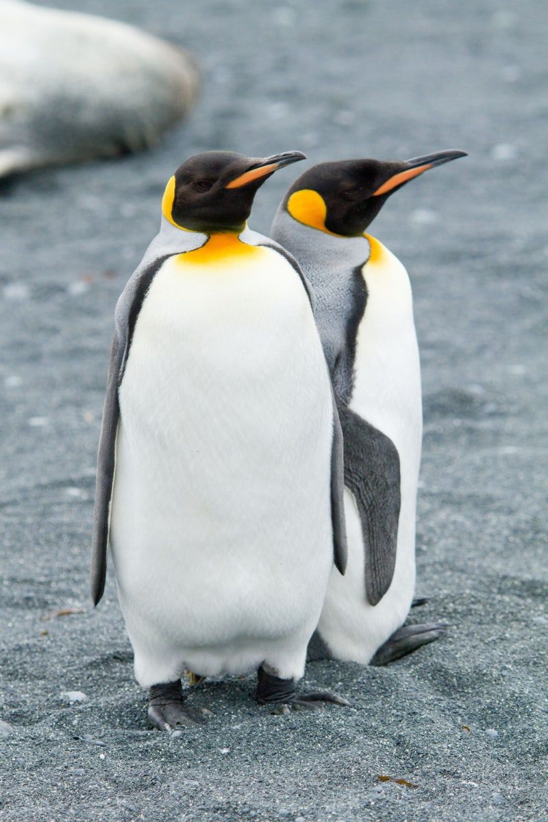 Quiz image attachment