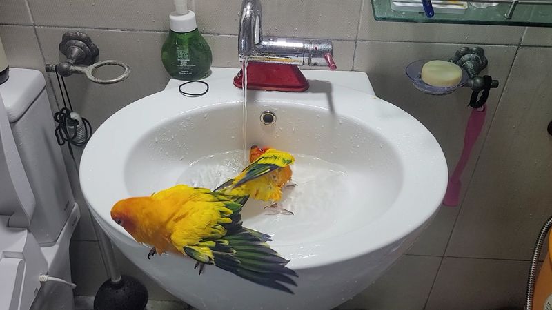 Quiz image attachment