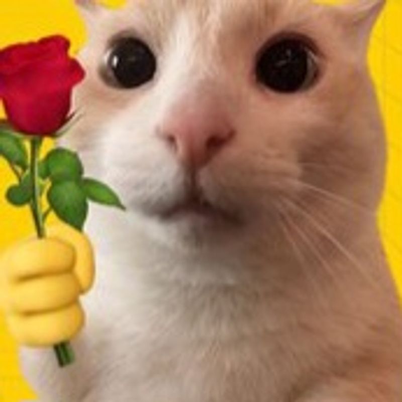 Quiz image attachment